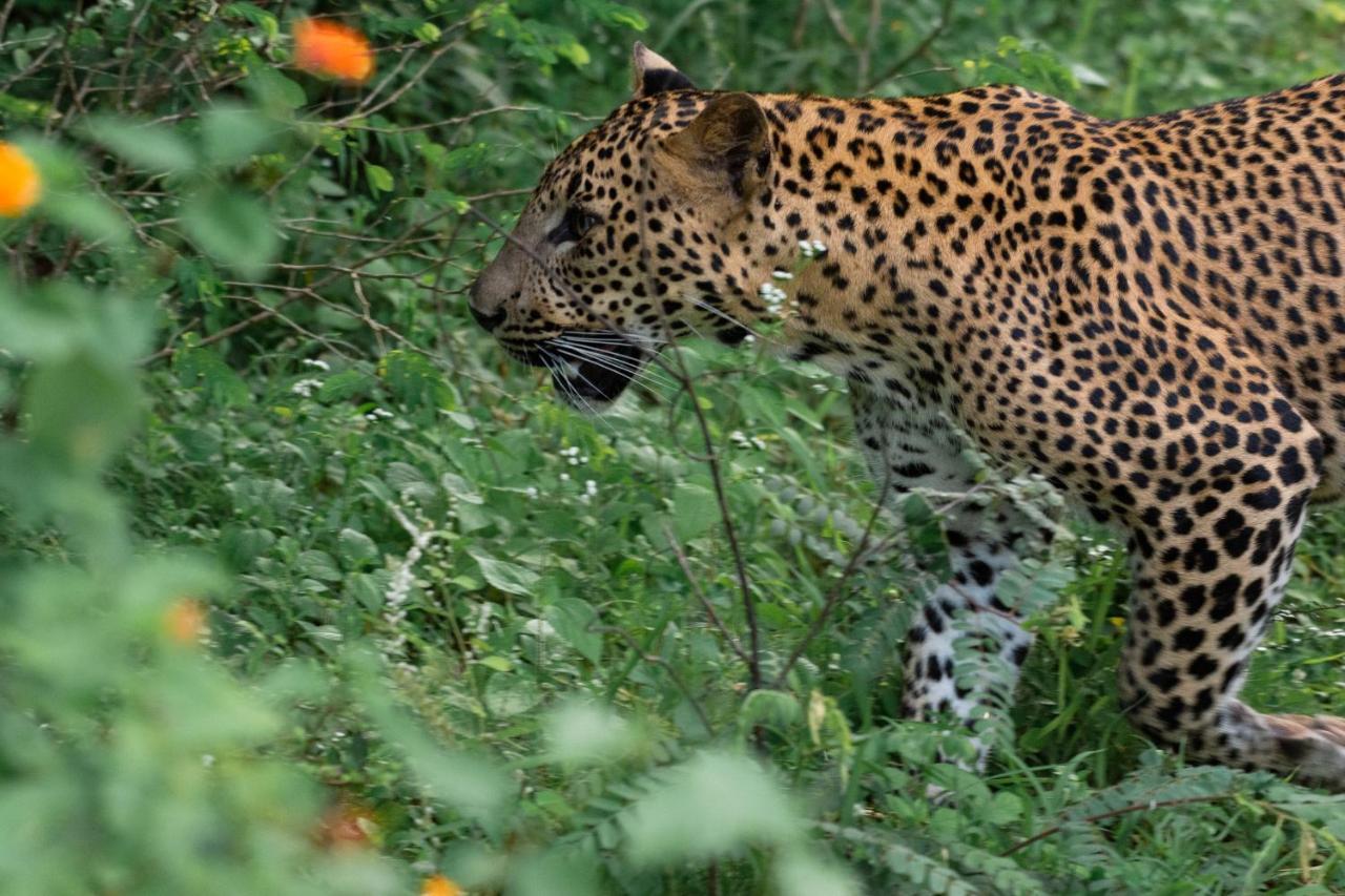 Funky Leopard Safari Lodge Bordering Yala National Park Kataragama Exterior photo