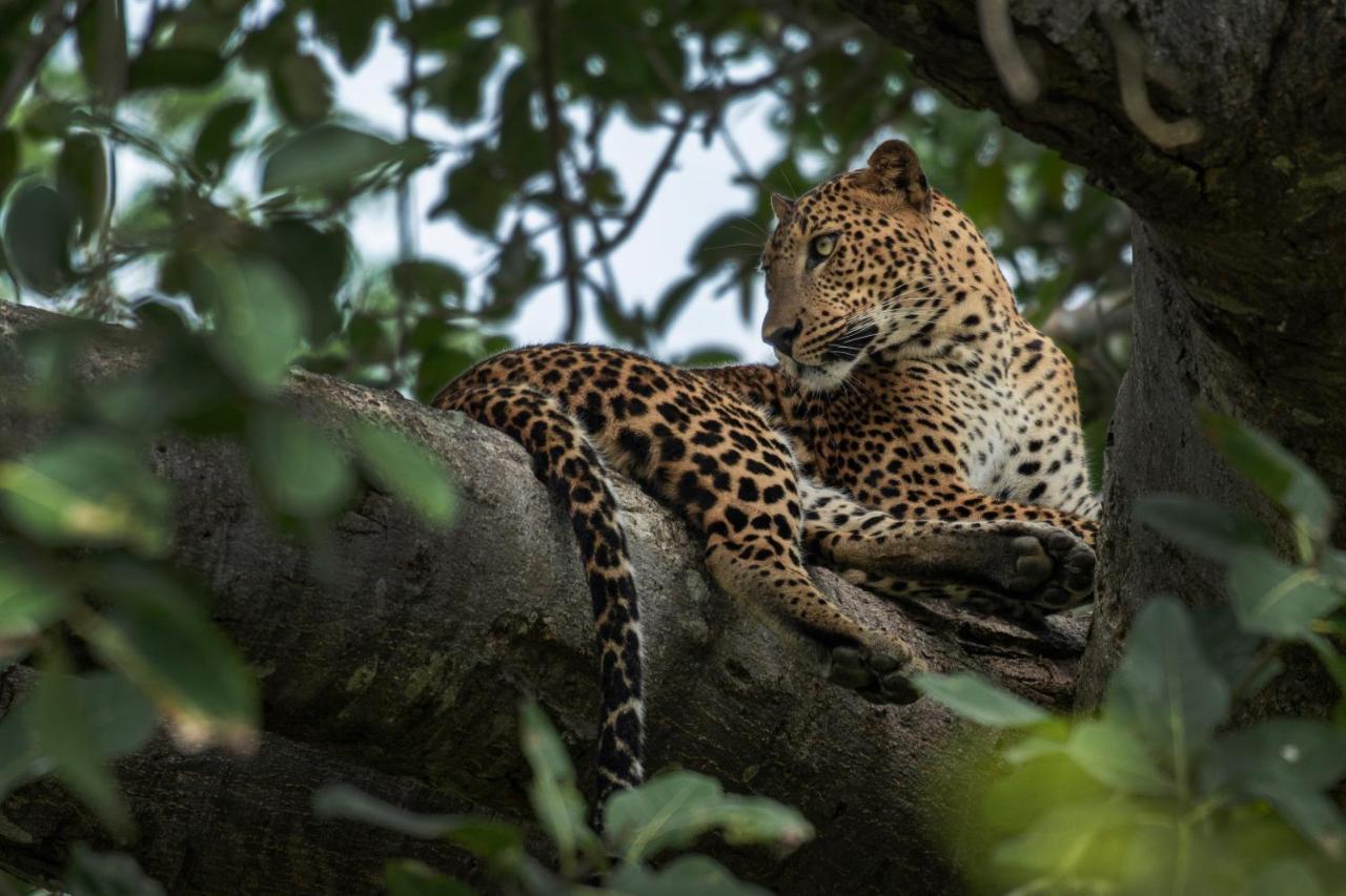 Funky Leopard Safari Lodge Bordering Yala National Park Kataragama Exterior photo