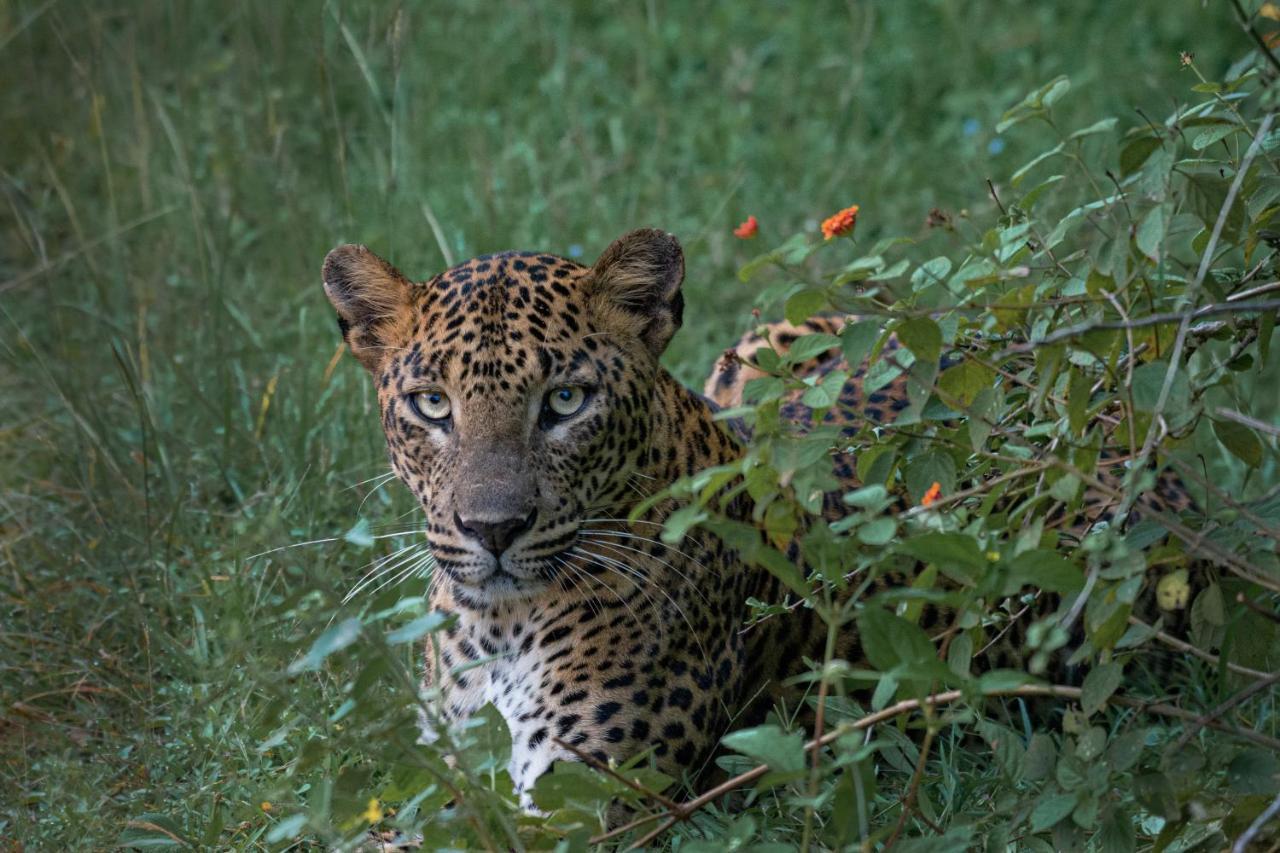 Funky Leopard Safari Lodge Bordering Yala National Park Kataragama Exterior photo