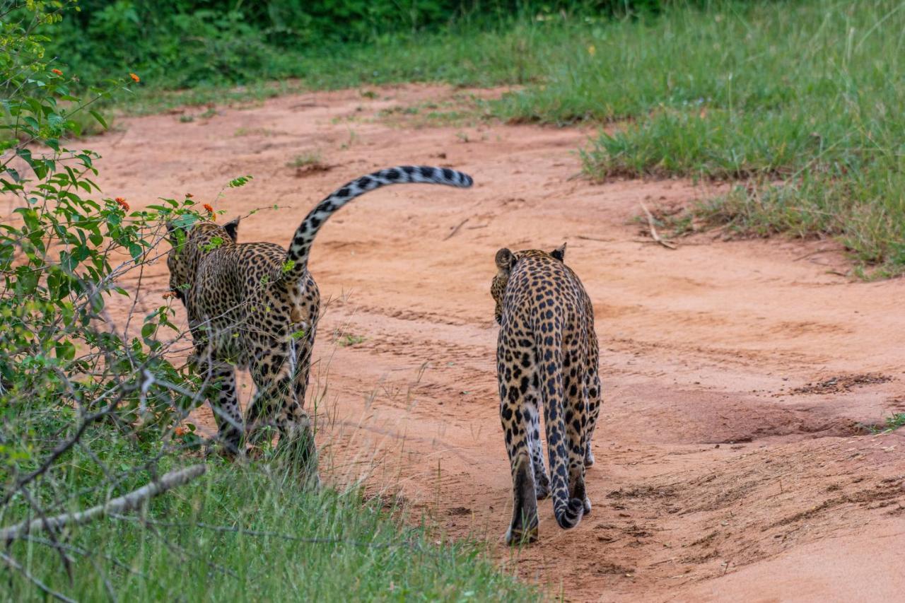 Funky Leopard Safari Lodge Bordering Yala National Park Kataragama Exterior photo